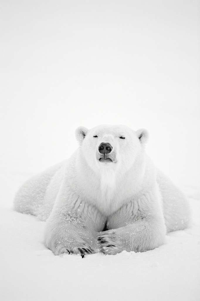 Paul Nicklen photography of a Polar Bear