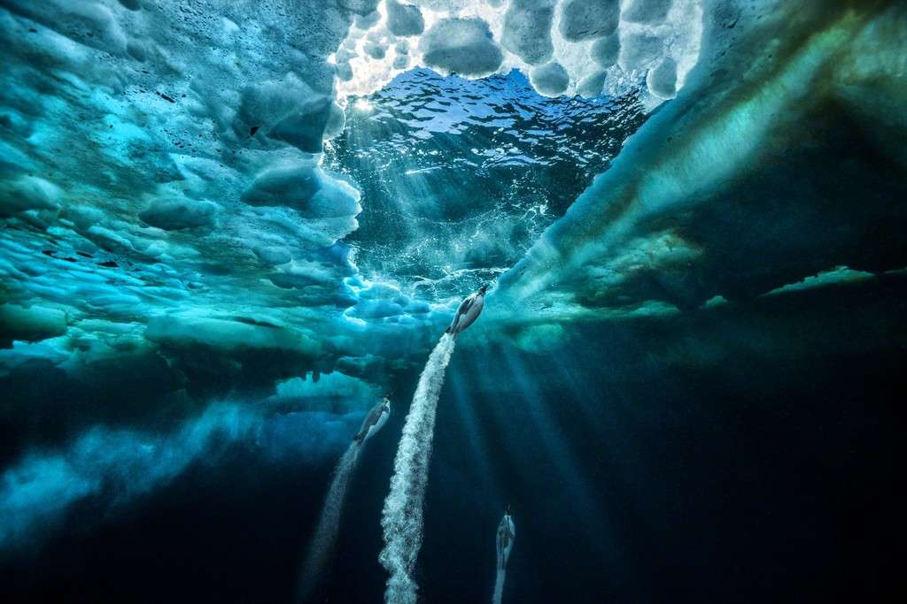 Paul Nicklen fine art photography of penguin under water