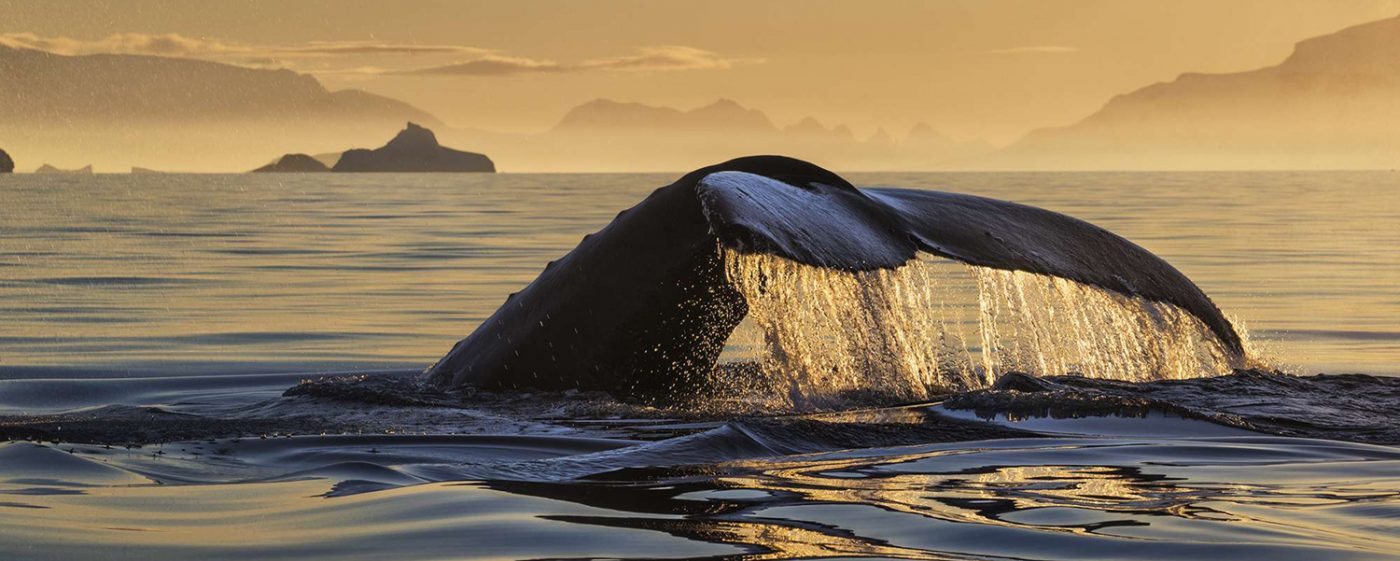 Image by Paul Nicklen of whale fin cresting water