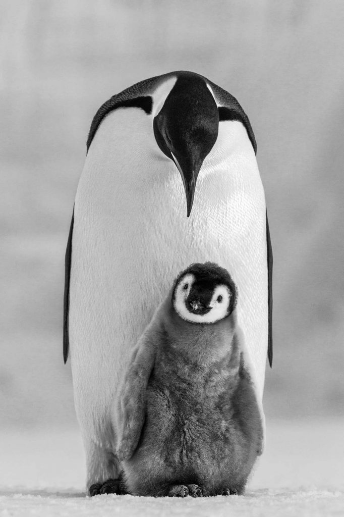 Paul Nicklen fine art photography of Penquins